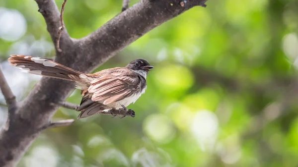 Bird (Malaysian Pied Fantail) en una naturaleza salvaje — Foto de Stock