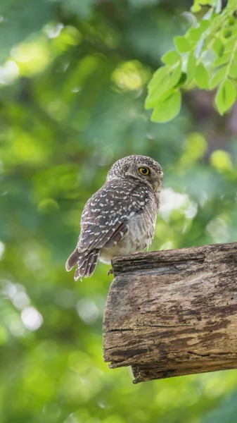 Vahşi doğada kuş (benekli owlet, baykuş)