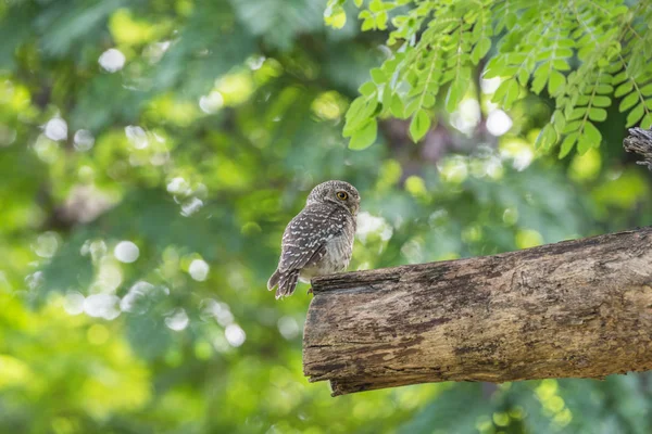 Bird (Spotted owlet, Owl) in a nature wild — Stock Photo, Image