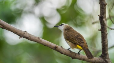 Vahşi doğada ağaçta kuş (sarı Bacalı bülbül)