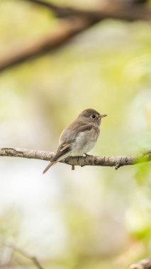 Vahşi doğada kuş (Asya kahverengi sinekkapan)