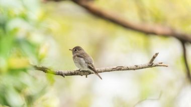 Vahşi doğada kuş (Asya kahverengi sinekkapan)