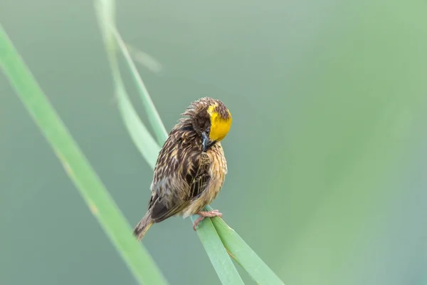 Fågel (randiga weaver) på träd i en vild natur — Stockfoto