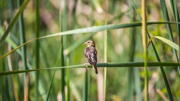 野生の自然の中の木の鳥 (Streaked ウィーバー) — ストック写真