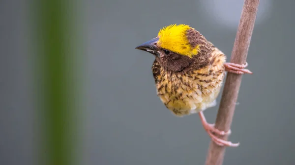 Uccello (tessitore striato) su albero in una natura selvaggia — Foto Stock