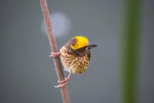 Pássaro (Tecelão estriado) em árvore em uma natureza selvagem — Fotografia de Stock