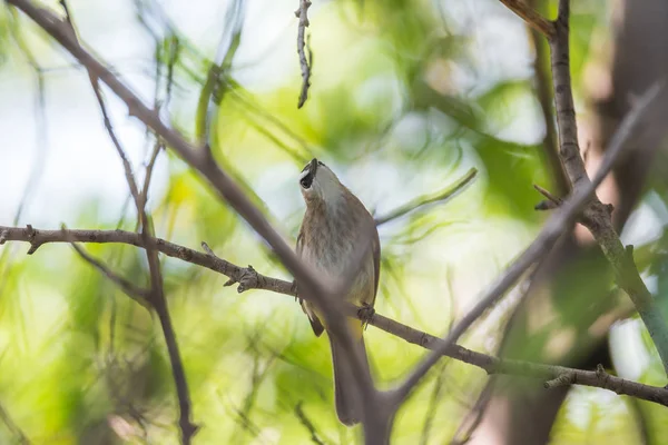 Ptak (żółty vented Bulbul) na drzewo w dzikiej przyrody — Zdjęcie stockowe