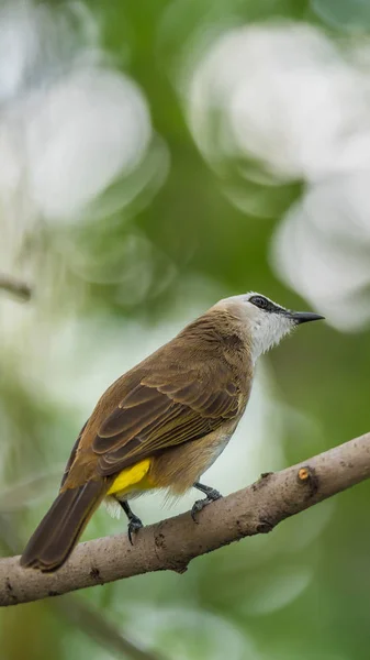 Fågel (gul-vented Bulbul) på träd i naturen vilda — Stockfoto