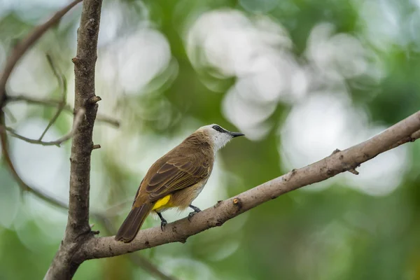 Ptak (żółty vented Bulbul) na drzewo w dzikiej przyrody — Zdjęcie stockowe