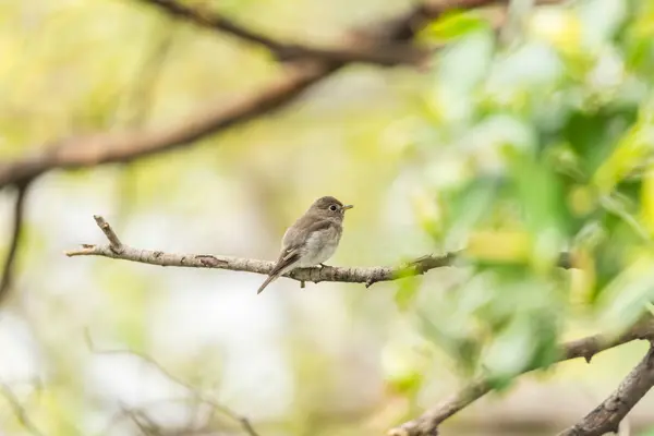 Pássaro (apanhador de moscas marrom asiático) na natureza selvagem — Fotografia de Stock