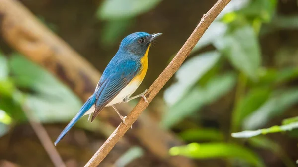 Vogel (tickell 's blue Fliegenfänger) in freier Natur — Stockfoto