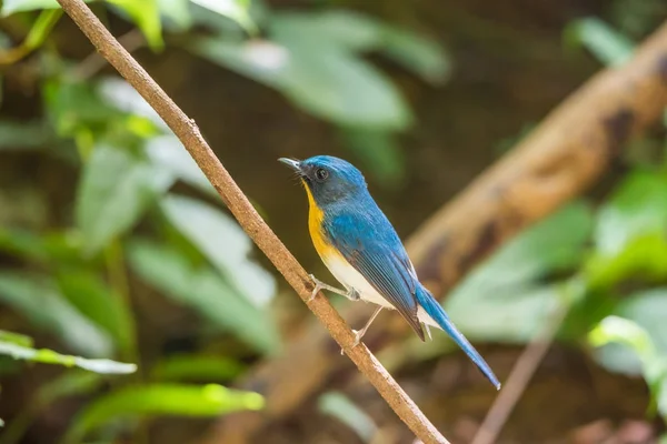 Bird (Tickell 's Blue Flycatcher) in nature wild — стоковое фото