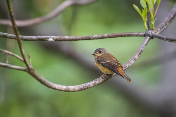 Pájaro (atrapamoscas ferruginoso) en estado salvaje — Foto de Stock