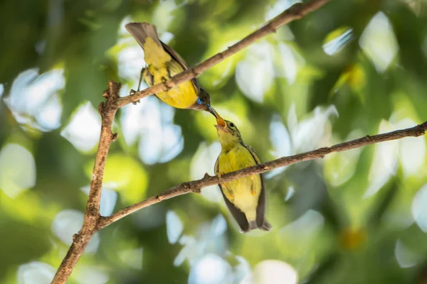 Vogel (Braunkehlsonnenvogel) füttert Baby-Vogel — Stockfoto