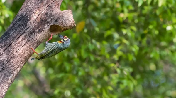 Птах (Coppersmith barbet) у порожнистому стовбурі дерева — стокове фото