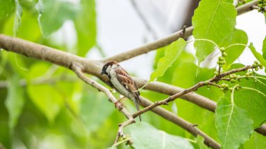Vahşi doğada ağaçta kuş (House serçe)