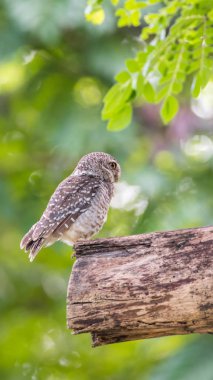 Vahşi doğada kuş (benekli owlet, baykuş)