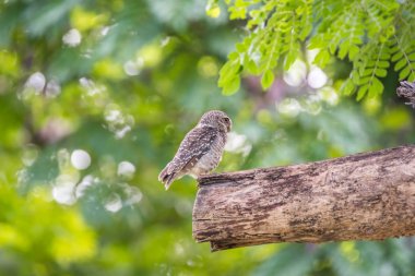 Vahşi doğada kuş (benekli owlet, baykuş)