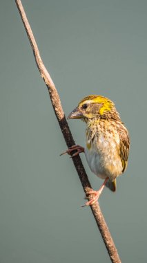 Vahşi doğada ağaçta kuş (Streaked weaver)