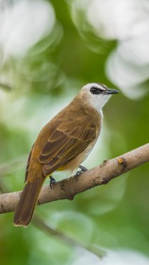 Vahşi doğada ağaçta kuş (sarı Bacalı bülbül)