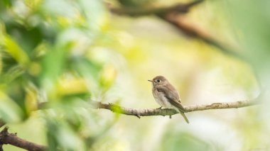 Vahşi doğada kuş (Asya kahverengi sinekkapan)