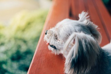 Seyir bir şey kafede oturan köpek