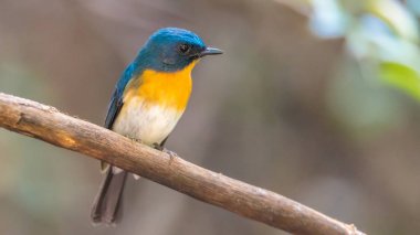 Vahşi doğada kuş (Tickell'ın mavi sinekkapan)