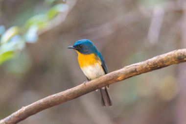 Vahşi doğada kuş (Tickell'ın mavi sinekkapan)