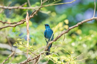 Bird (Verditer Flycatcher) on tree in nature wild clipart