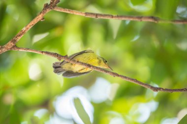 Vahşi doğada kuş (Brown gerdanlı sunbird)
