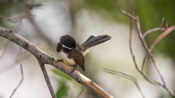 Vogel (malaiischer Rattenfänger) in freier Natur — Stockfoto