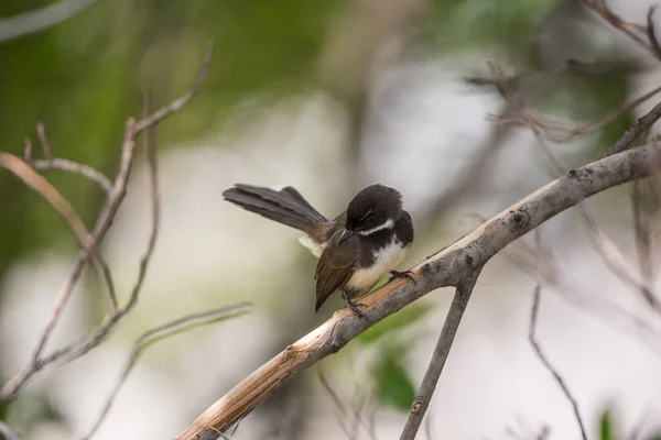 Uccello (Malese Pied Fantail) in una natura selvaggia — Foto Stock
