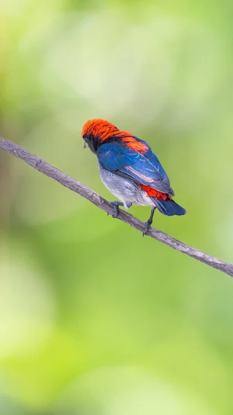 Vogel (Scarlet-backed honingvogel) in de wilde natuur — Stockfoto