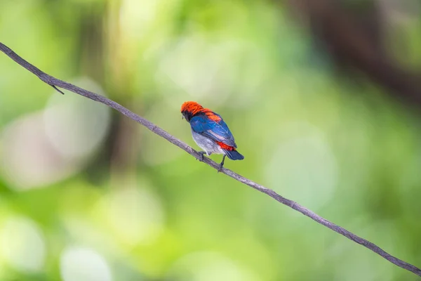 Vahşi doğada kuş (Kızıl sırtlı Flowerpecker) — Stok fotoğraf