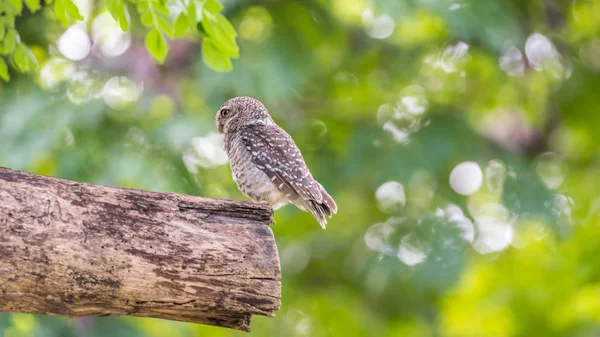 Vahşi doğada kuş (benekli owlet, baykuş)