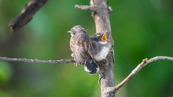 Two birds (Malaysian Pied Fantail) in nature wild — Stock Photo, Image