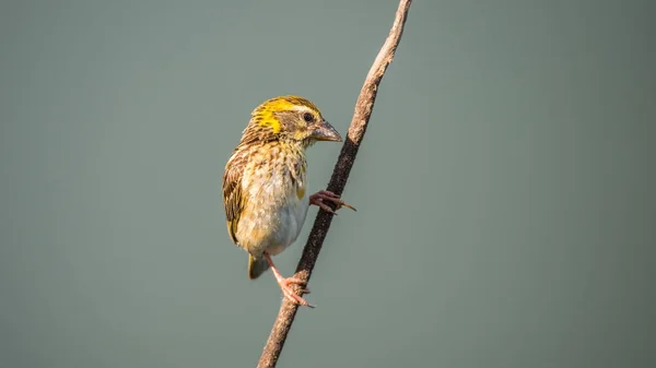 Pássaro (Tecelão estriado) em árvore em uma natureza selvagem — Fotografia de Stock