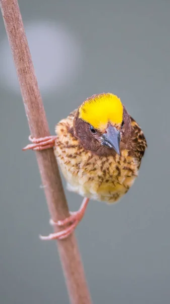 Pássaro (Tecelão estriado) em árvore em uma natureza selvagem — Fotografia de Stock