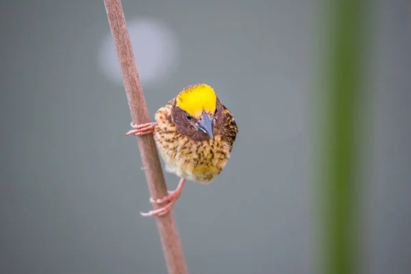 Uccello (tessitore striato) su albero in una natura selvaggia — Foto Stock