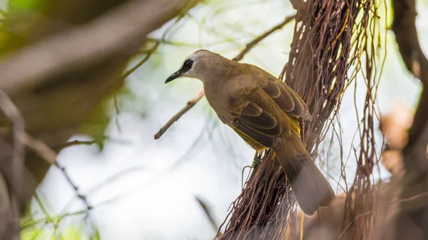 Pássaro (Bulbul Amarelo-ventilado) na árvore na natureza selvagem — Fotografia de Stock