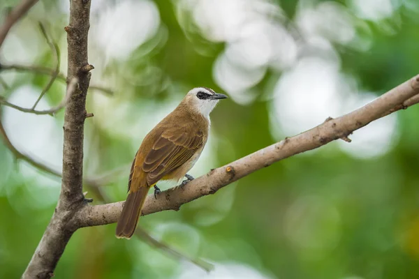 Pájaro (Bulbul de ventilación amarilla) en el árbol en la naturaleza salvaje — Foto de Stock