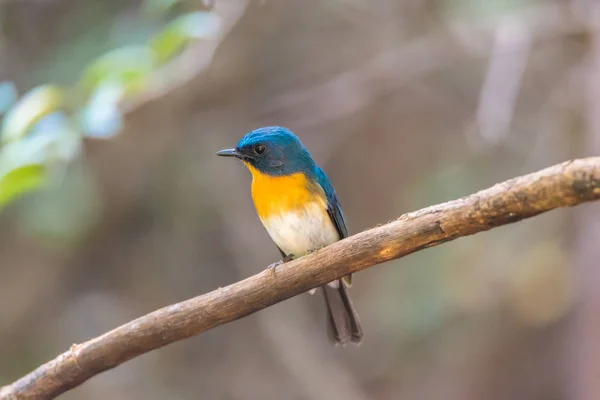 Pássaro (Tickell 's Blue Flycatcher) na natureza selvagem — Fotografia de Stock