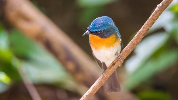 Pássaro (Tickell 's Blue Flycatcher) na natureza selvagem — Fotografia de Stock