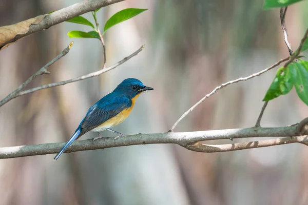 Oiseau (Moucherolle bleu de Tickell) dans la nature sauvage — Photo