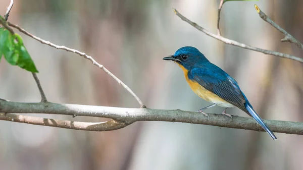 Pták (si Tickell Blue Flycatcher) v divoké přírodě — Stock fotografie