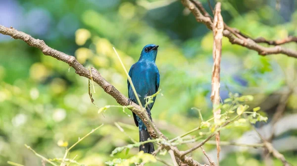 Pasăre (Verditer Flycatcher) pe copac în natură sălbatică — Fotografie, imagine de stoc