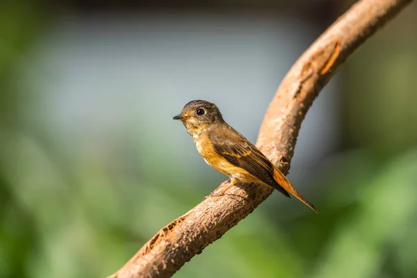 Vogel (ijzerhoudende vliegenvanger) in de wilde natuur — Stockfoto