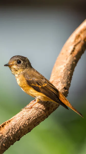 Pássaro (Flycatcher Ferruginoso) na natureza selvagem — Fotografia de Stock