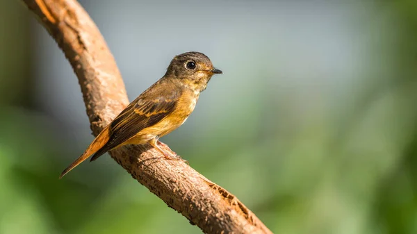 Pássaro (Flycatcher Ferruginoso) na natureza selvagem — Fotografia de Stock