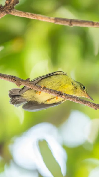 Pájaro (Sunbird de garganta marrón) en una naturaleza salvaje — Foto de Stock